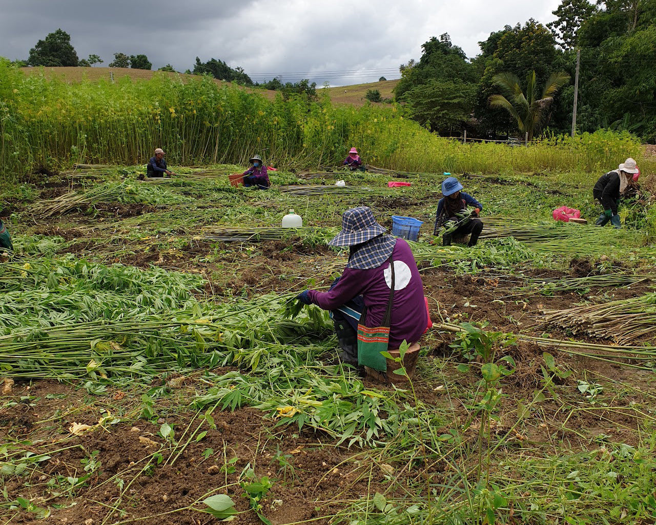 Ethical Hemp Harvesting