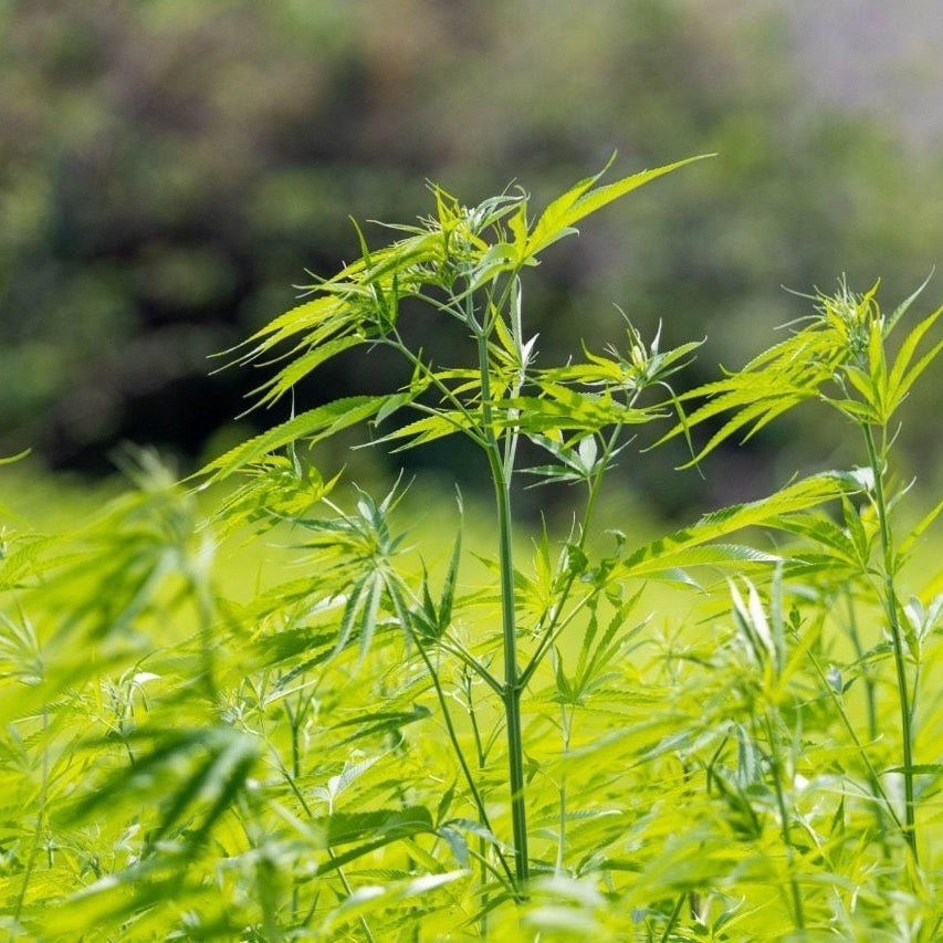 Vibrant green hemp plants with characteristic palmate leaves growing in a lush outdoor field, with a soft, blurred natural background.